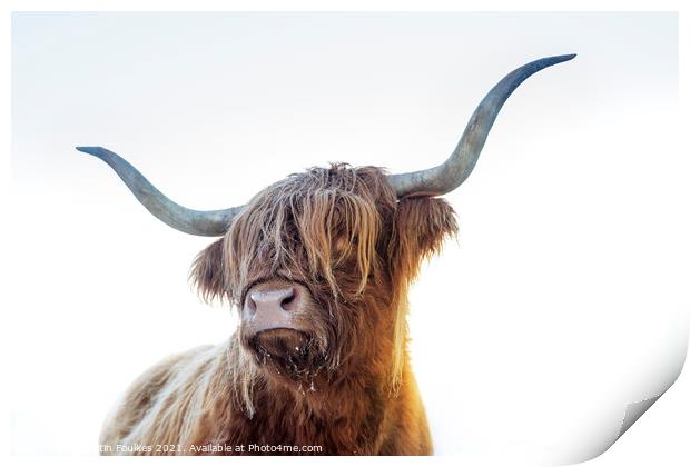 Highland cow, Scotland Print by Justin Foulkes