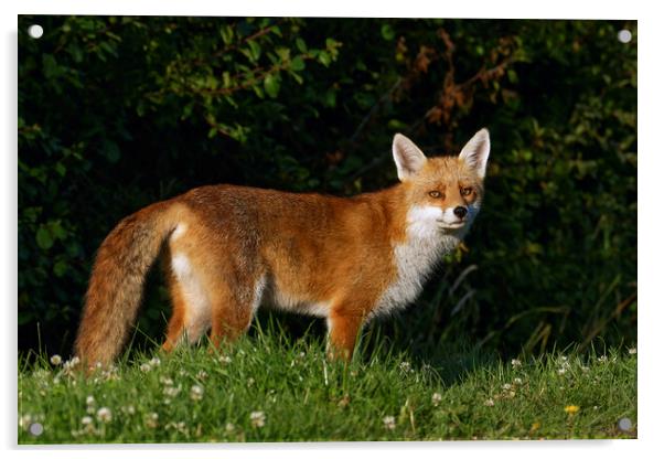 A fox standing in the grass Acrylic by Russell Finney