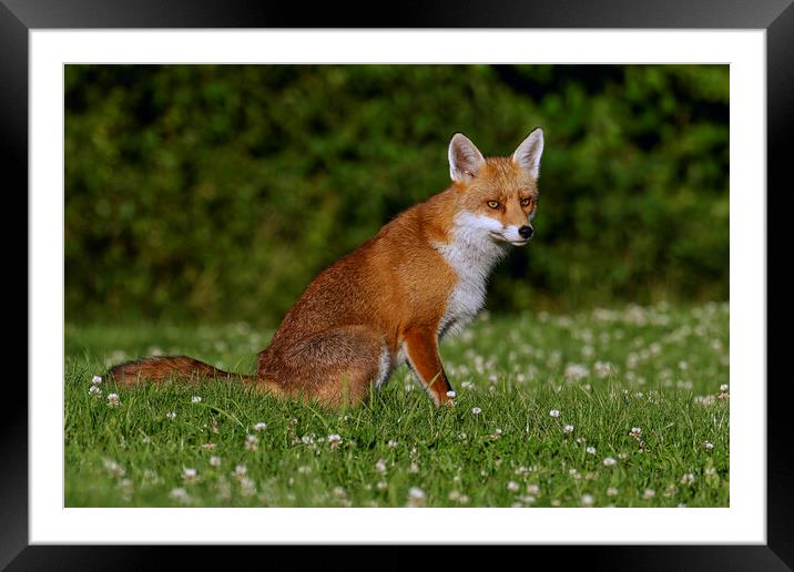 A fox located in a grassy field Framed Mounted Print by Russell Finney