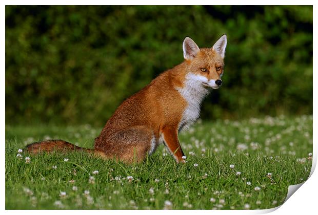 A fox located in a grassy field Print by Russell Finney