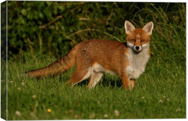 A fox standing in the grass Canvas Print by Russell Finney