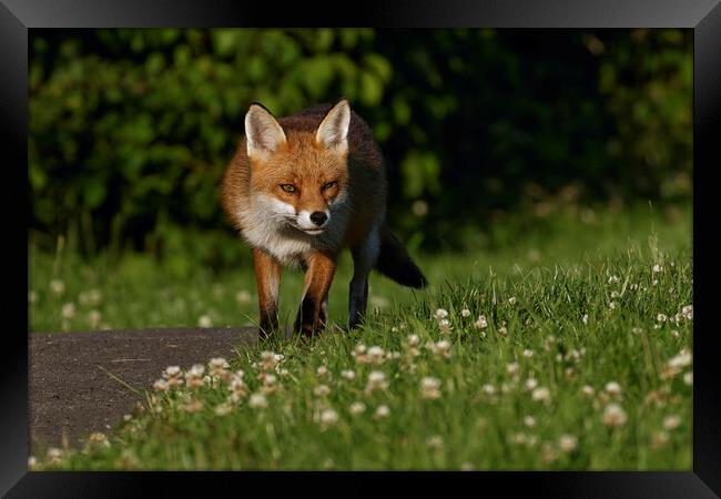 A fox standing in the grass Framed Print by Russell Finney