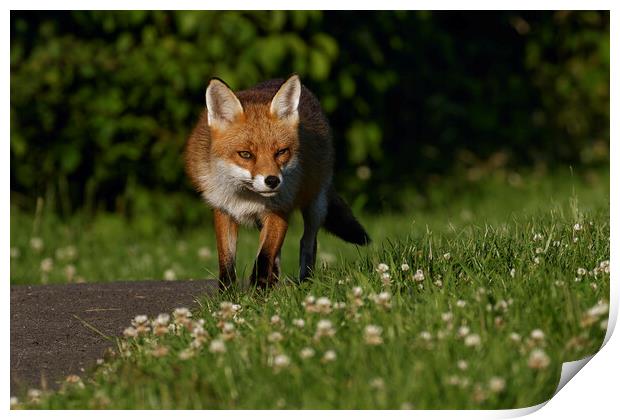 A fox standing in the grass Print by Russell Finney