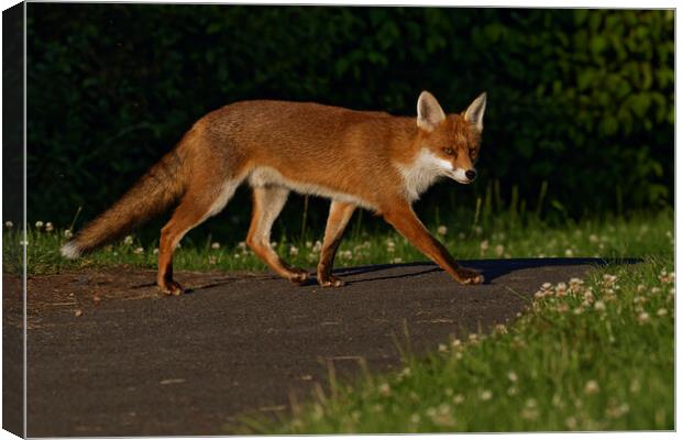A fox walking in the grass Canvas Print by Russell Finney