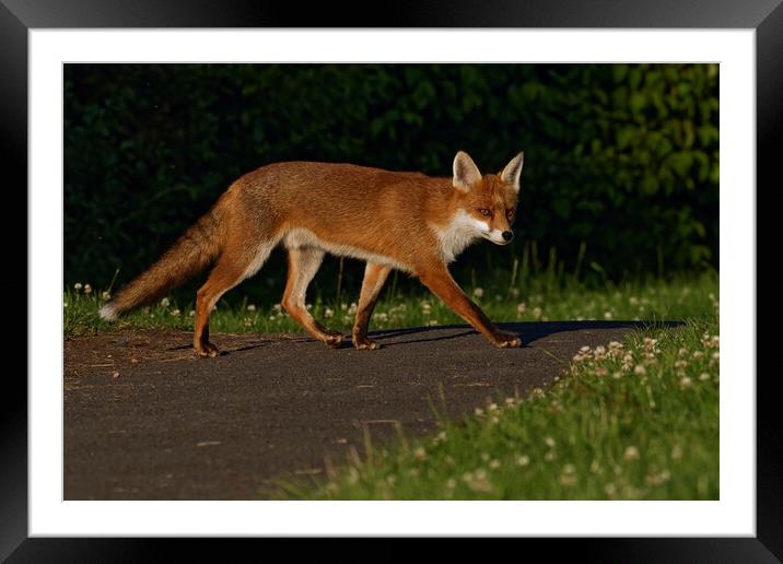 A fox walking in the grass Framed Mounted Print by Russell Finney