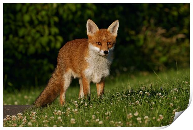A fox standing in the grass Print by Russell Finney