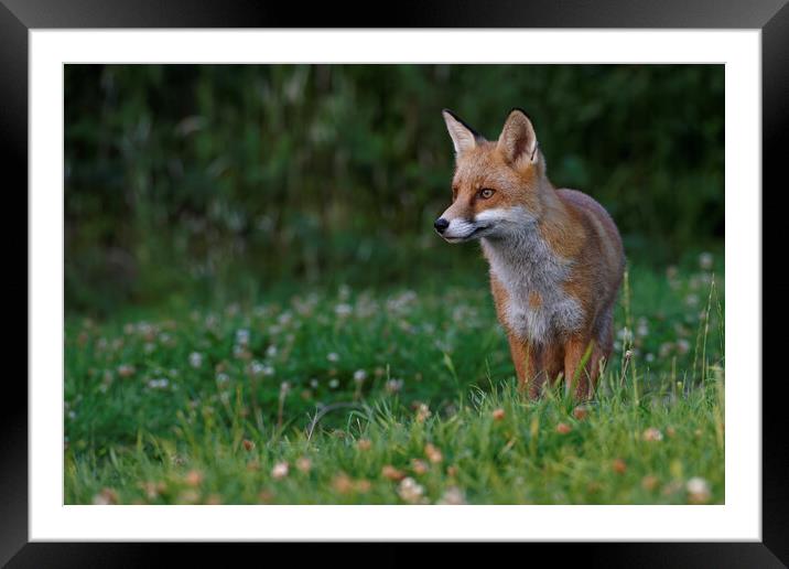 A fox standing in the grass Framed Mounted Print by Russell Finney