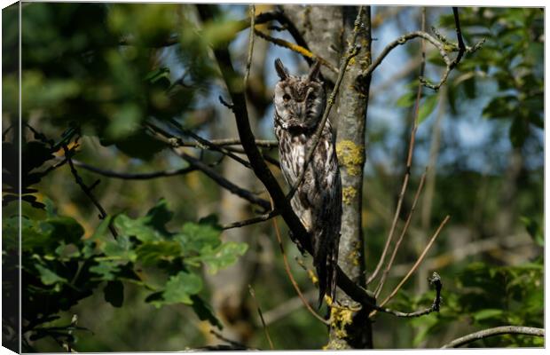 Long Eared Owl Canvas Print by Russell Finney
