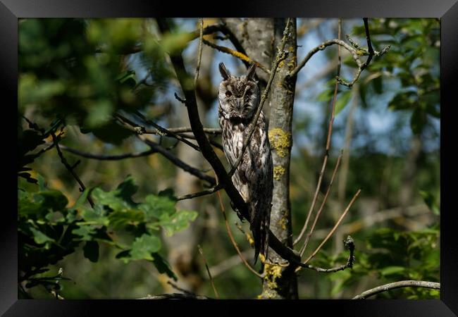 Long Eared Owl Framed Print by Russell Finney
