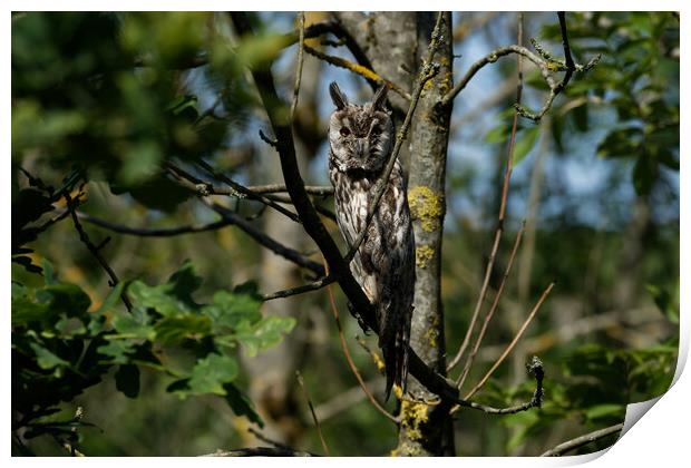 Long Eared Owl Print by Russell Finney