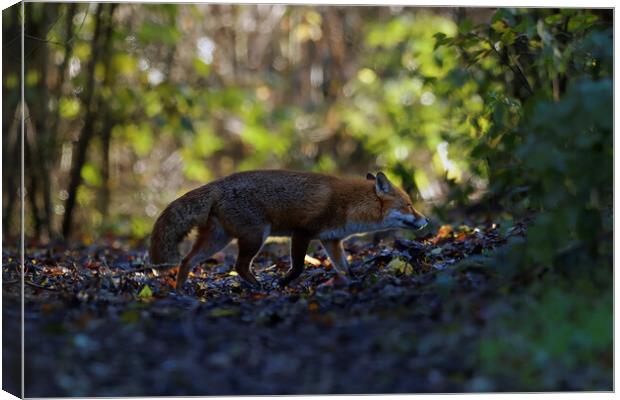 Fox in woodland  Canvas Print by Russell Finney