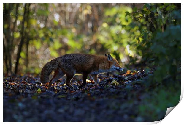 Fox in woodland  Print by Russell Finney