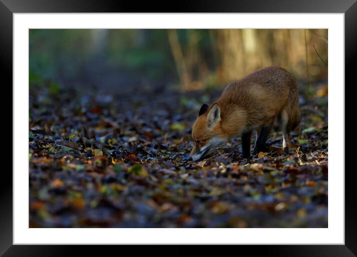 Fox in woodland  Framed Mounted Print by Russell Finney