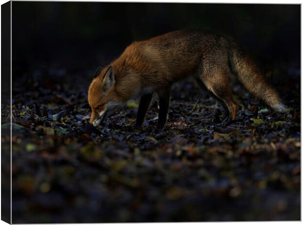 Fox in woodland s Canvas Print by Russell Finney
