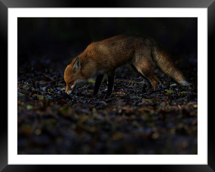 Fox in woodland s Framed Mounted Print by Russell Finney