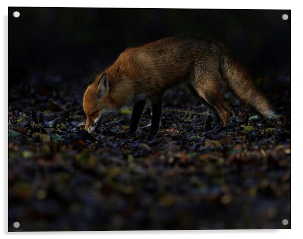 Fox in woodland s Acrylic by Russell Finney