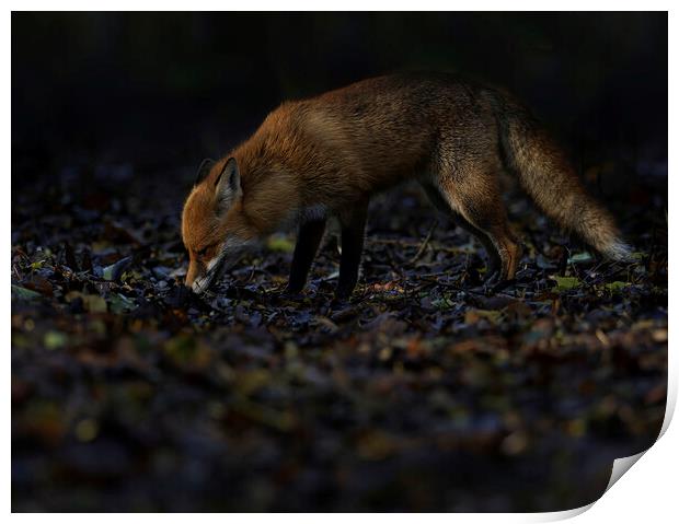 Fox in woodland s Print by Russell Finney
