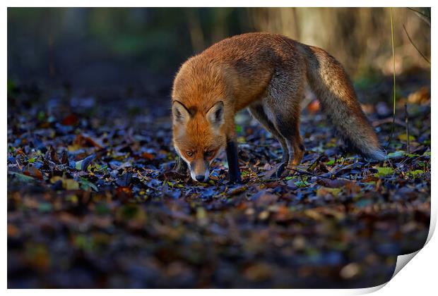 Fox in woodland  Print by Russell Finney