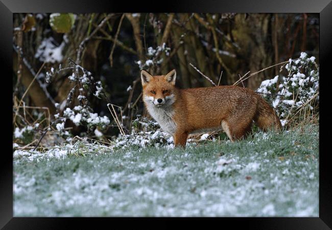 A fox covered in snow Framed Print by Russell Finney