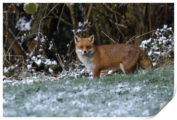 A fox covered in snow Print by Russell Finney