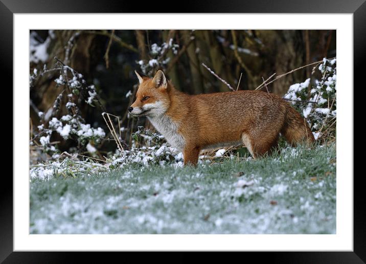 A fox in the snow Framed Mounted Print by Russell Finney