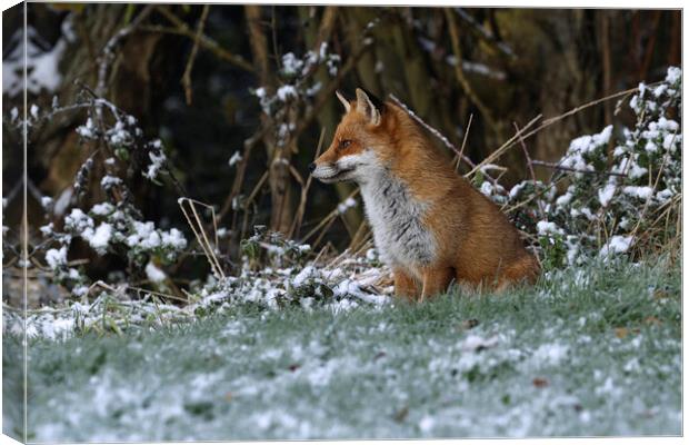 A fox covered in snow Canvas Print by Russell Finney