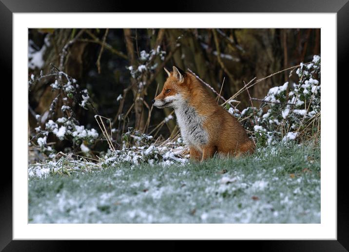 A fox covered in snow Framed Mounted Print by Russell Finney