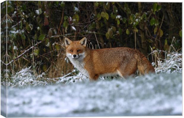 A fox in the snow Canvas Print by Russell Finney