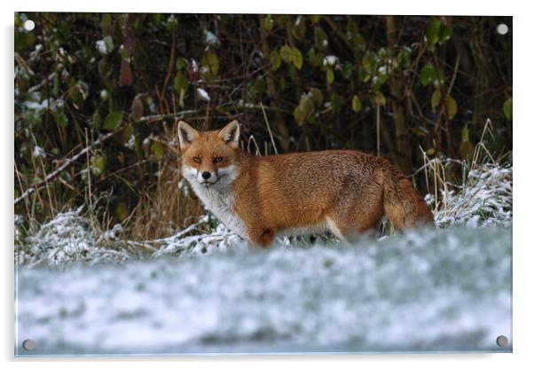 A fox in the snow Acrylic by Russell Finney