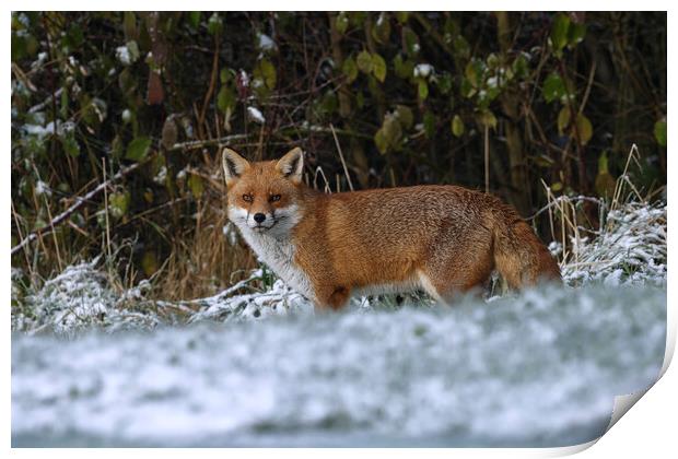A fox in the snow Print by Russell Finney