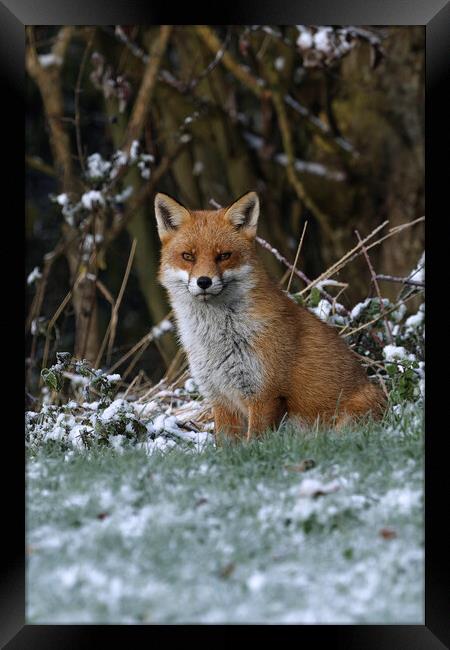 A fox covered in snow Framed Print by Russell Finney