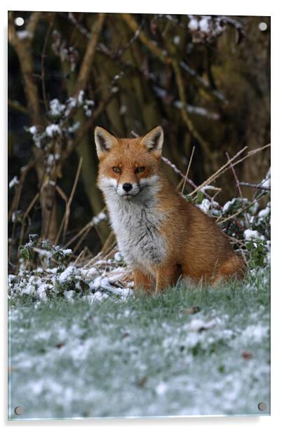 A fox covered in snow Acrylic by Russell Finney