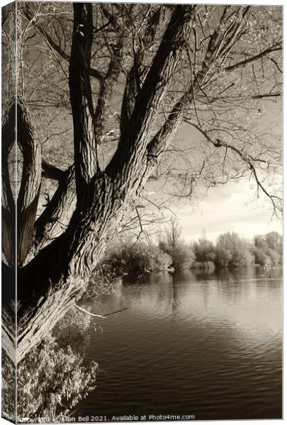 Tree by lake Canvas Print by Allan Bell