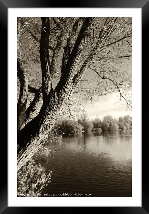 Tree by lake Framed Mounted Print by Allan Bell