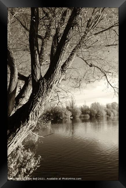 Tree by lake Framed Print by Allan Bell