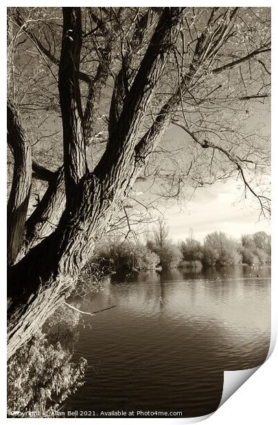 Tree by lake Print by Allan Bell