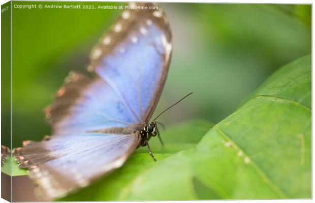Blue Morpho Butterfly Canvas Print by Andrew Bartlett