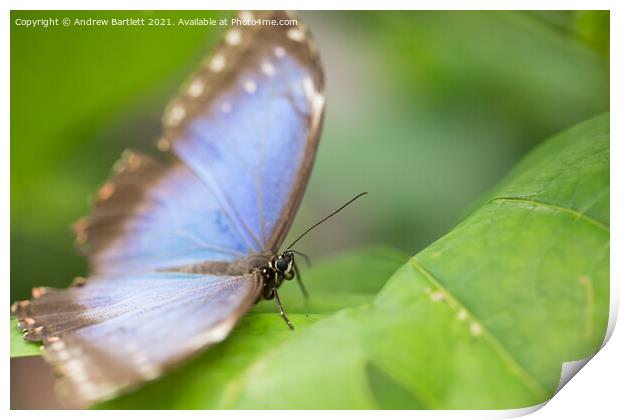 Blue Morpho Butterfly Print by Andrew Bartlett