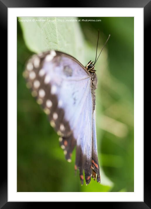 Blue Morpho Butterfly Framed Mounted Print by Andrew Bartlett
