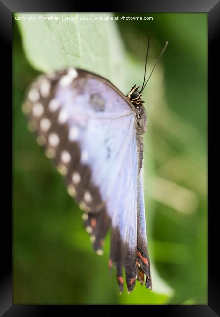 Blue Morpho Butterfly Framed Print by Andrew Bartlett