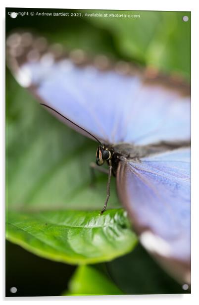 Blue Morpho Butterfly Acrylic by Andrew Bartlett