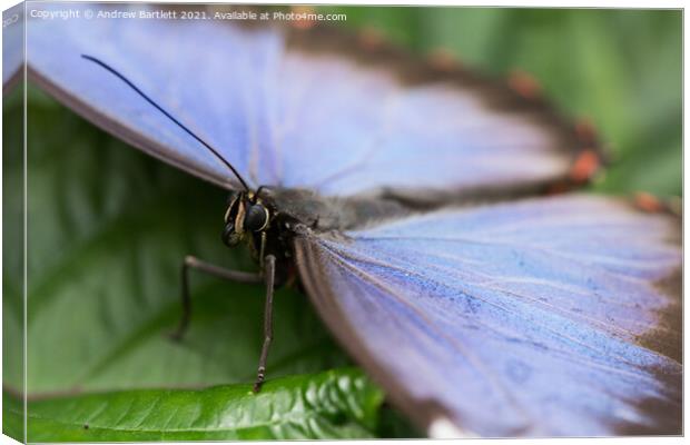 Blue Morpho Butterfly Canvas Print by Andrew Bartlett