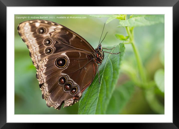 Blue Morpho Butterfly Framed Mounted Print by Andrew Bartlett