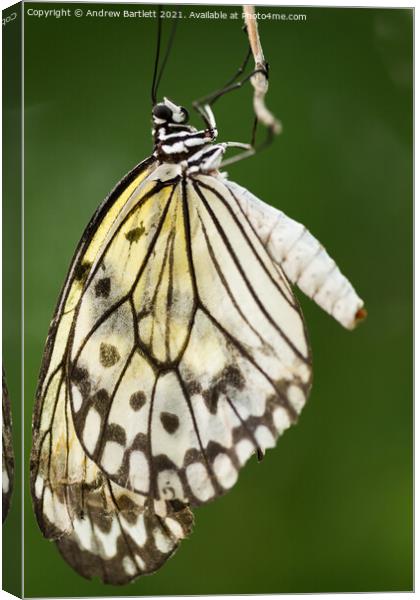 Tree Nymph Butterfly Canvas Print by Andrew Bartlett