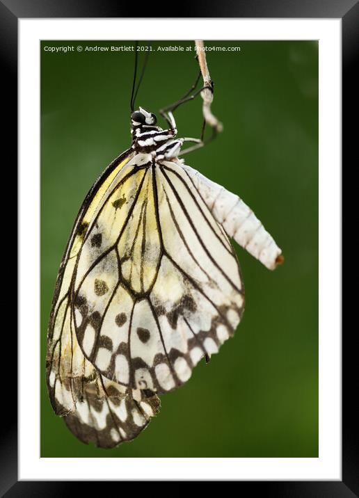 Tree Nymph Butterfly Framed Mounted Print by Andrew Bartlett