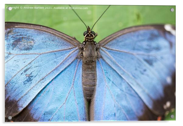 Blue Morpho Butterfly Acrylic by Andrew Bartlett
