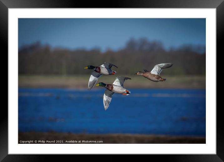 Three Mallard Ducks in flight Framed Mounted Print by Philip Pound