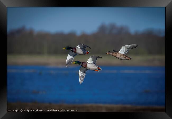 Three Mallard Ducks in flight Framed Print by Philip Pound
