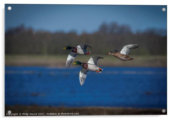 Three Mallard Ducks in flight Acrylic by Philip Pound