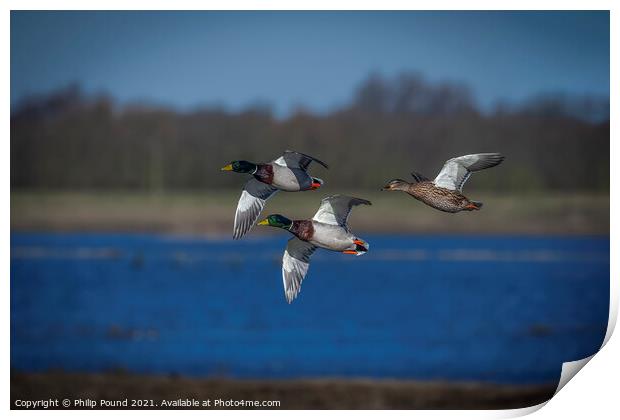 Three Mallard Ducks in flight Print by Philip Pound